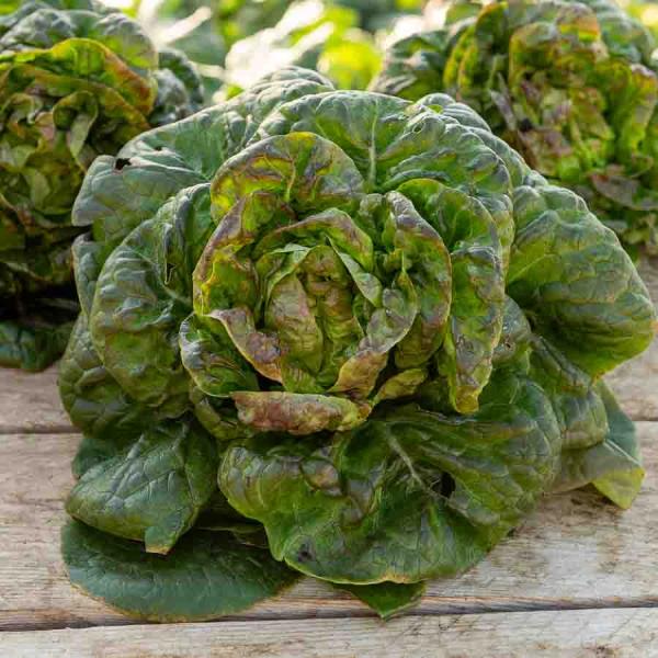 Potagères - Laitue d'Hiver Rougette de Montpellier - Légumes d'Autrefois - face recto